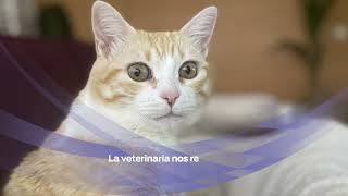 Descubre cómo FortiFlora® ayudó a mejorar la calidad de vida de Gala una gata con cáncer [upl. by Aihseyk991]