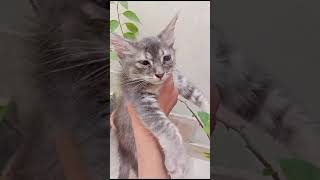 new funny meme  cat funny short  shorts school schoollife turkishangora funny cutememes [upl. by Anerul]