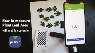 How to Measure Leaf Area with Mobile Application  StepbyStep Guideline from Petiole [upl. by Norag]