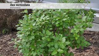 winterberry Ilex verticillata [upl. by Cohn632]