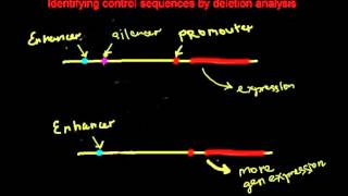 Identifying control sequences by deletion analysis [upl. by Intruok641]