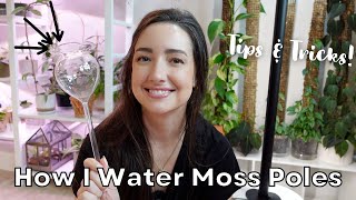 How to Water Sphagnum Moss Poles for Plants  My UPDATED Watering Routine [upl. by Ecnerwaled740]