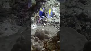 Surgeonfish courtship Acanthurus leucosternon [upl. by Allista]