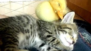 My Cute Duckling And Kitten Sleeping Together ORIGINAL [upl. by Janot]