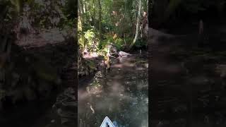 A larger alligator eats a smaller alligator in front of paddleboarders in Florida [upl. by Kan]