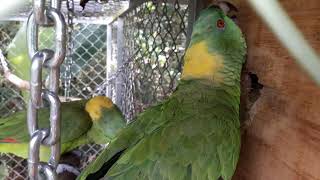 Yellow Naped Amazons breeding behaviours [upl. by Ysnap]