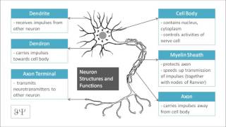 Diagram  Neuron Structures and Functions  Cell Body Axon Myelin Sheath Dendrite [upl. by Accebar]