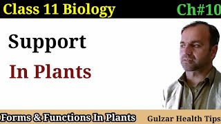 Support in Plants  lignified Woody Plants  vascular tissues  class 11th Biology [upl. by Malek]