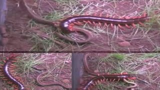 giant centipede vs king Cobra [upl. by Brechtel590]