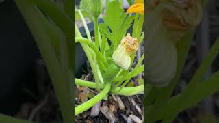 Squash Flower Pollination Part 2 It does work garden [upl. by Stinky]