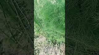 Asparagus organicfarm india nature nature farming villagelife [upl. by Castera]