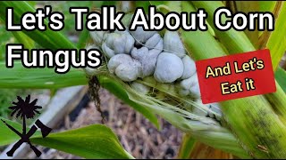 Corn Smut What Is It and How Can I Use It Huitlacoche [upl. by Howund]