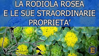 33 La Rodiola rosea la pianta che potrebbe cambiare la tua vita [upl. by Alexis]