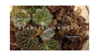 Vlog indoorplants Saxifraga stolonifera Growth Diary [upl. by Anyrb]