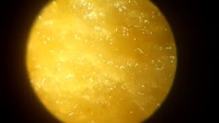 Chips under the microscope 30x 60x 1100x [upl. by Lleryd]