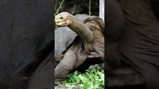 Galapagos Giant Tortoises One Minute Animal Facts [upl. by Yecal48]