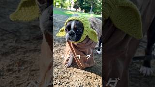 ベビーヨーダfeatボストンテリア🐶 bostonterrier ボストンテリア ボステリ ベビーヨーダ スターウォーズ shorts [upl. by Sudnor114]