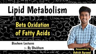 Beta Oxidation Of Fatty Acids  Lipid Metabolism  Biochemistry Lectures [upl. by Baerman]