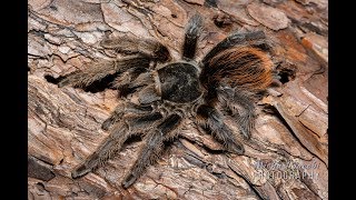 Aphonopelma marxi Gorgeous American tarantula in natural habitat [upl. by Dixil]