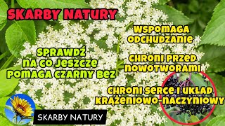 Czarny bez Właściwości zdrowotne i zastosowanie Dziki bez [upl. by Yht]