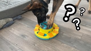 This Puzzle Feeder is Great for Your Dogs Brain [upl. by Daryn970]