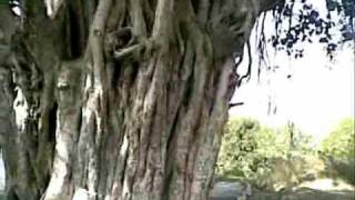 Banyan tree [upl. by Lenoel]