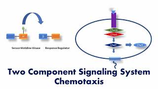 Two Component Signaling System Bacterial Chemotaxis  Signaling pathway [upl. by Enelegna]