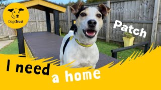 Patch the terrific Jack Russell Terrier  Dogs Trust West Calder [upl. by Aihgn]