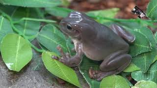 La Grenouille Litoria Caerulea est appelée aussi Raînette de White  Villaverde  Pizançon  France [upl. by Swerdna]