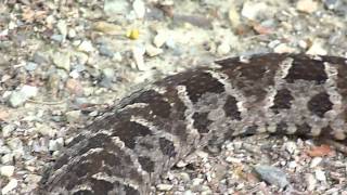 Bothrops asper Video 04 Ferdelance or Common lancehead  Barba amarilla [upl. by Noivart28]