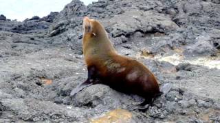 Galapagos fur seal strikes a pose [upl. by Ahtnamys]