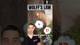 Julius Wolff 🦾🦴 Wolff’s Law bonehealth bones stress karatedo kungfu makiwara [upl. by Ettelrats503]