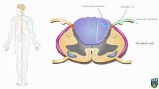 AXON Spinocerebellar Pathway Unconscious Proprioception from Hand 6 of 9 [upl. by Ykcin]