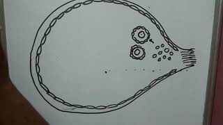 Structure of ovary part 1 primordial follicle primary folliclezona pellucida corona radiata [upl. by Koehler441]