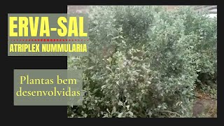 Ervasal Atriplex nummulariaPrimeiras plantas bem desenvolvidasOutubro de 2016 [upl. by Bohaty]