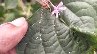 How to Grow Rose Glory Bower Clerodendrum bungei [upl. by Shiller104]