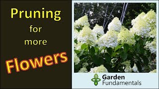 How to prune shrubs for more flowers plus 8 professional tips [upl. by Ayikaz]