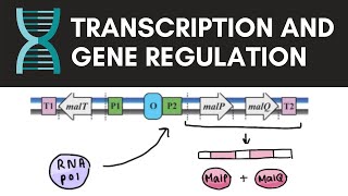 Transcription gene regulation lac and mal operons  Cell biology [upl. by Hairam]