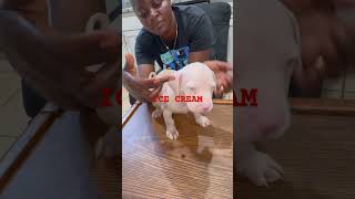 milliondollarbaby americanbully bigbully bossybloodline ddk9 icecream [upl. by Laurice]