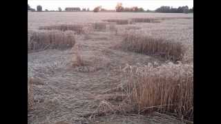 Crop Circles at Fabbrico  near Reggio Emilia Italy June 2012 Cerchi nel Grano [upl. by Sholeen]