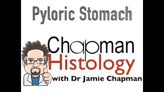 3 Min Histology  Pyloric Stomach [upl. by Niak]