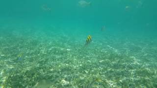 Snorkeling on Gilligans Island Puerto Rico  part 1 [upl. by Ardnalak628]