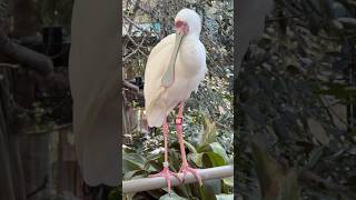 Spoonbill At San Diego Zoo Safari Park birds spoonbill birdslover animalshorts shorts [upl. by Nnylharas]