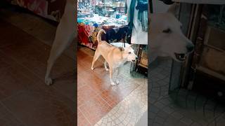 Dog bark song shot dog music short viral trending shortfeed [upl. by Tloc]