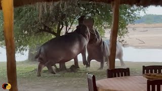 Angry Hippos Fight INSIDE PRIVATE CAMP [upl. by Aihsik]