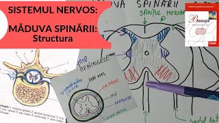 ADMITERE MEDICINA SISTEMUL NERVOS 4 MADUVA SPINARII  Structura [upl. by Shermie]