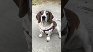 My dog thought she was the bride She was ring bearer TyLovesRoo puppy beagle dog cute [upl. by Groome659]