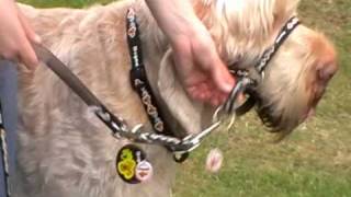 Dogmatic Headcollar and Training Lead  how to fit and use [upl. by Mailliw]