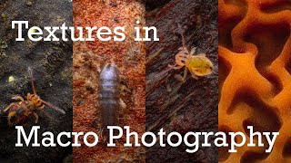 How to use Texture in Macro Photography [upl. by Bridie32]