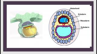 Le Tube Neural TN Gastrulation Neurulation Embryogenèse Plaque neurale Embryon 1 2 3 semaines 3 mn [upl. by Zoldi]